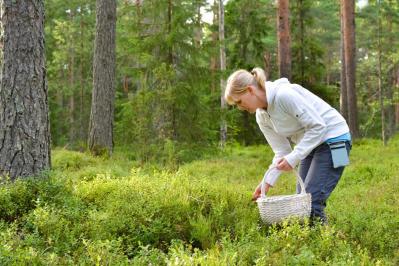 Attention a la cueillette des plantes comestibles dans la nature 1