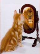 Chat lion miroir1